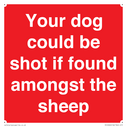 your-dog-could-be-shot-if-found-amongst-the-sheep~